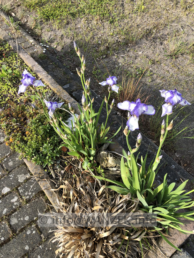 Iris barbata nana Rokkoko Mini.jpg